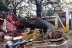 Tree fell Philippine Red Cross Cebu