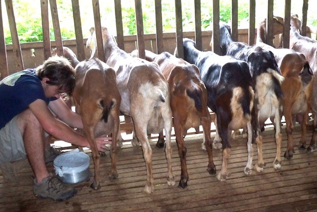 Milking goats