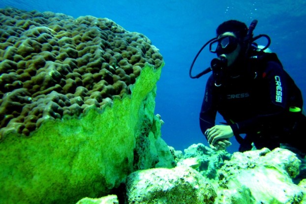 Reef Damage by Gregg Yan & WWF