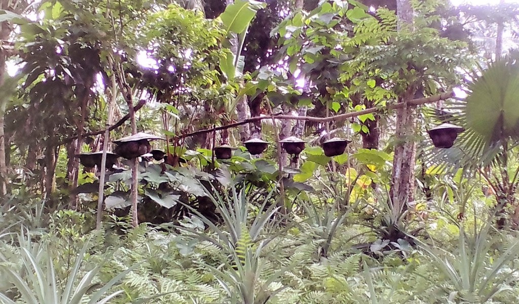 The Villa Corazon Farm uses the coconut shell technology for the kiwot bee pollinators. Photo by Mavic Conde