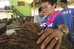 Ruthela Mabalo, 73, a comprador at the Bagsakan, the tobacco trading center in Laguindingan town in Misamis Oriental, examines a mano (a sheaf of 100 batek leaves) before she decides to buy them from a farmer-seller. (photo by Lina Sagaral Reyes)